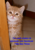 Un chaton adorable pour une f&ecirc;te sp&eacute;ciale